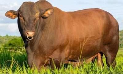 voce-viu?-touro-santa-gertrudis,-brangus-ou-caracu:-qual-produz -melhores-bezerros-em-femeas-f1?