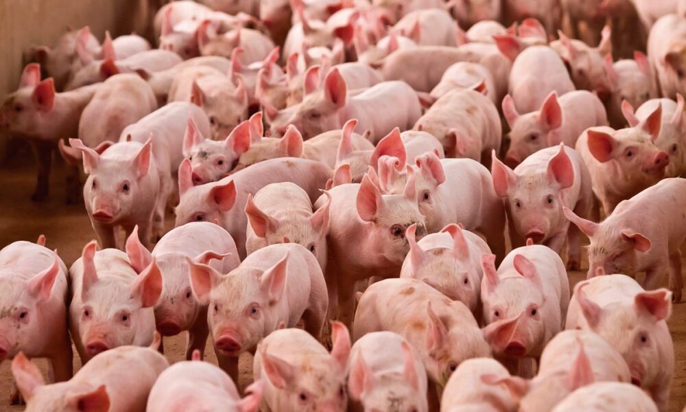 suinos:-diferenca-entre-precos-das-carnes-suina-e-bovina-e-a-menor-desde-nov/20