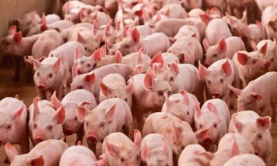 suinos:-diferenca-entre-precos-das-carnes-suina-e-bovina-e-a-menor-desde-nov/20