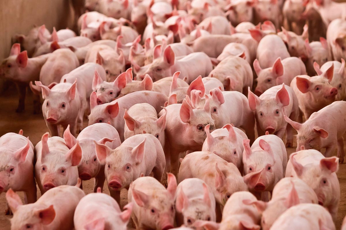 suinos:-diferenca-entre-precos-das-carnes-suina-e-bovina-e-a-menor-desde-nov/20