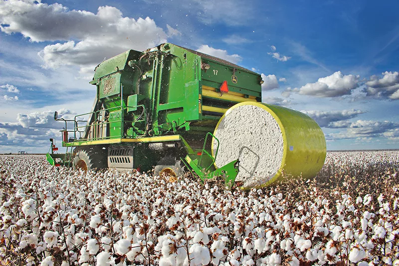 colheita-de-algodao-na-bahia-alcanca-62%-da-area-cultivada