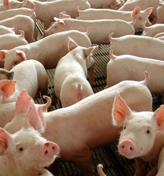 fim-da-vacinacao-contra-aftosa-abrira-mercado-externo-para-suinos,-diz-iagro