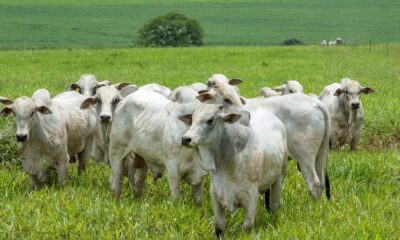boi:-acima-dos-r$-22/kg,-carcaca-casada-bate-recordes-diarios