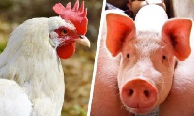 abpa:-carne-de-frango-e-suina-terao-acesso-ampliado-ao-mercado-europeu-em-regime-gradativo