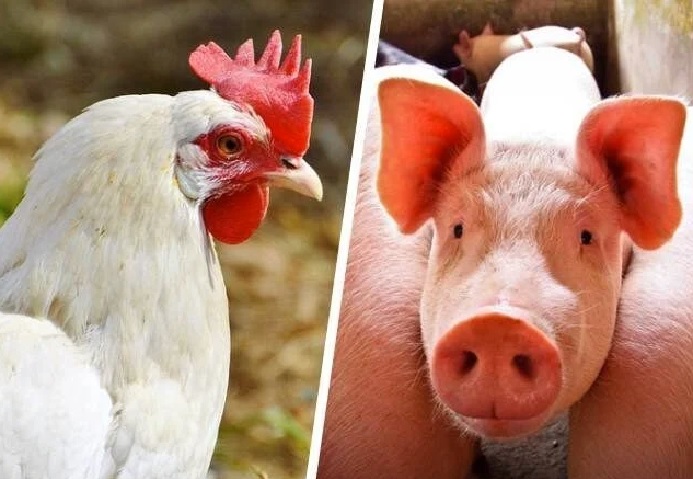 abpa:-carne-de-frango-e-suina-terao-acesso-ampliado-ao-mercado-europeu-em-regime-gradativo