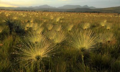 bahia-reduz-desmatamento-no-cerrado-e-planeja-acoes-sustentaveis-para-2025