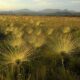 bahia-reduz-desmatamento-no-cerrado-e-planeja-acoes-sustentaveis-para-2025