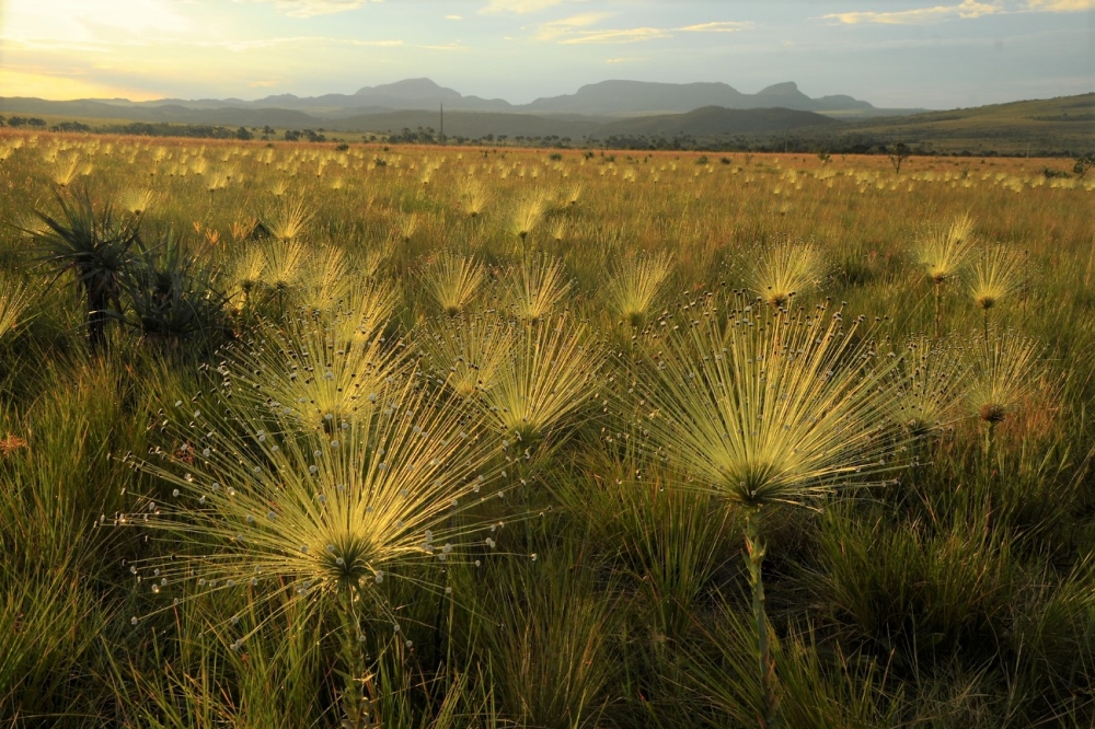 bahia-reduz-desmatamento-no-cerrado-e-planeja-acoes-sustentaveis-para-2025