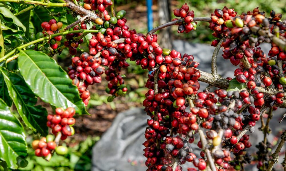 estimativa-aponta-queda-de-4,4%-na-producao-de-cafe-em-2025,-diz-conab