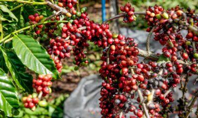 estimativa-aponta-queda-de-4,4%-na-producao-de-cafe-em-2025,-diz-conab