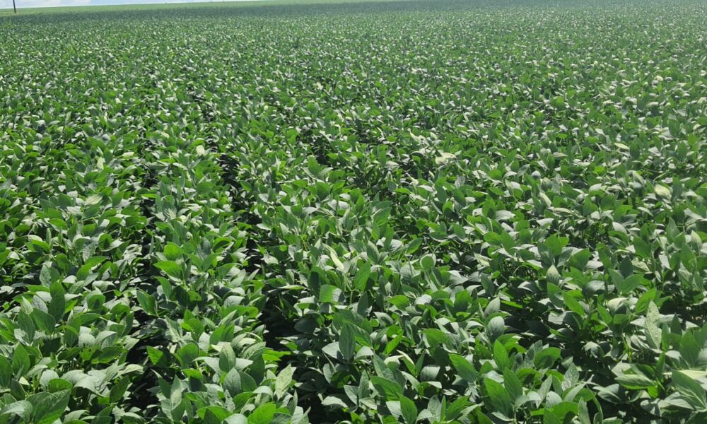 brasil-deve-exportar-ate-11-milhoes-de-toneladas-de-soja-em-fevereiro