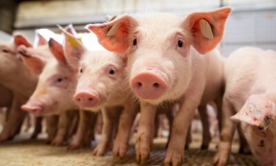 suino:-precos-do-animal-vivo-e-da-carne-sobem