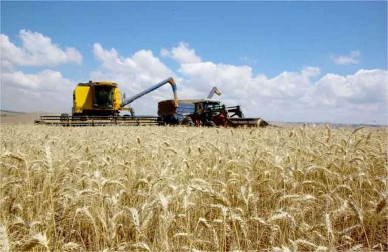 Produtores desanimam com trigo e Brasil seguirá importando mais em 2026 ...