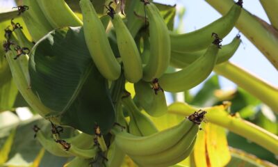 nova-tecnologia-da-embrapa-fortalece-producao-de-banana-da-terra-no-amazonas