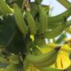 nova-tecnologia-da-embrapa-fortalece-producao-de-banana-da-terra-no-amazonas