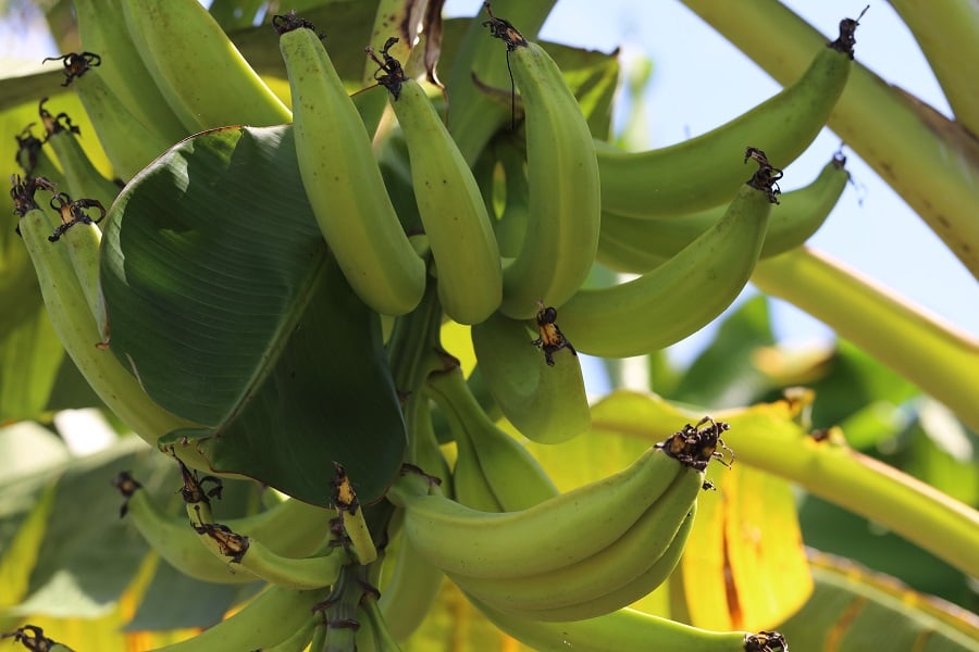 nova-tecnologia-da-embrapa-fortalece-producao-de-banana-da-terra-no-amazonas
