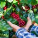 cafe-interrompe-sequencia-de-altas-e-cai-em-marco