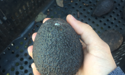 avocado-brasileiro-ganha-novos-mercados-internacionais