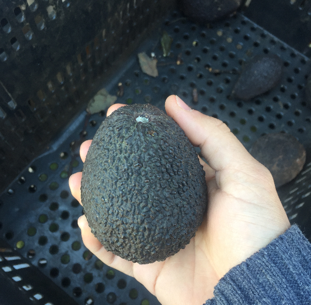 avocado-brasileiro-ganha-novos-mercados-internacionais