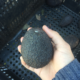 avocado-brasileiro-ganha-novos-mercados-internacionais