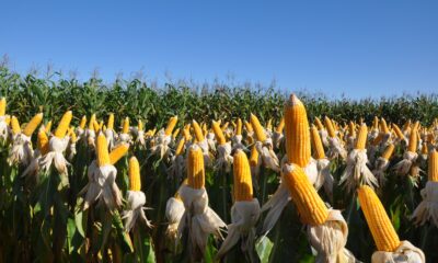 usda-reduz-estimativa-da-safra-brasileira-de-milho-para-126-milhoes-de-toneladas