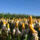 usda-reduz-estimativa-da-safra-brasileira-de-milho-para-126-milhoes-de-toneladas