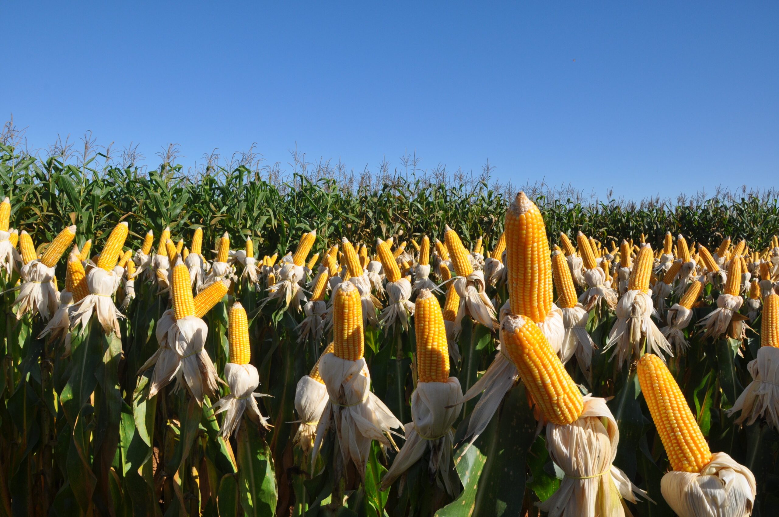 usda-reduz-estimativa-da-safra-brasileira-de-milho-para-126-milhoes-de-toneladas