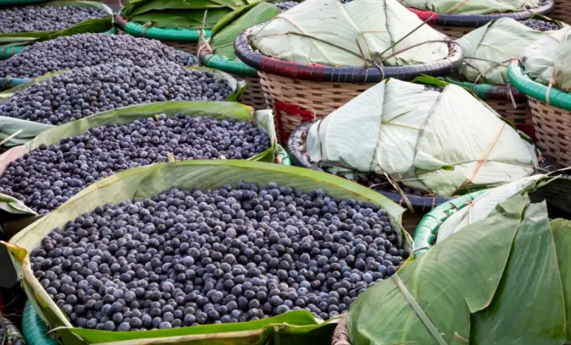 certificacao-do-‘acai-de-feijo’-impulsiona-a-economia-acreana