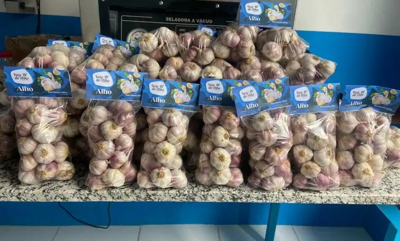 agroindustria-da-bahia-valoriza-o-alho,-fortalece-economia-e-apoia-agricultores