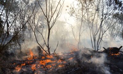 mapbiomas-indica-reducao-nas-areas-de-incendio-no-primeiro-trimestre