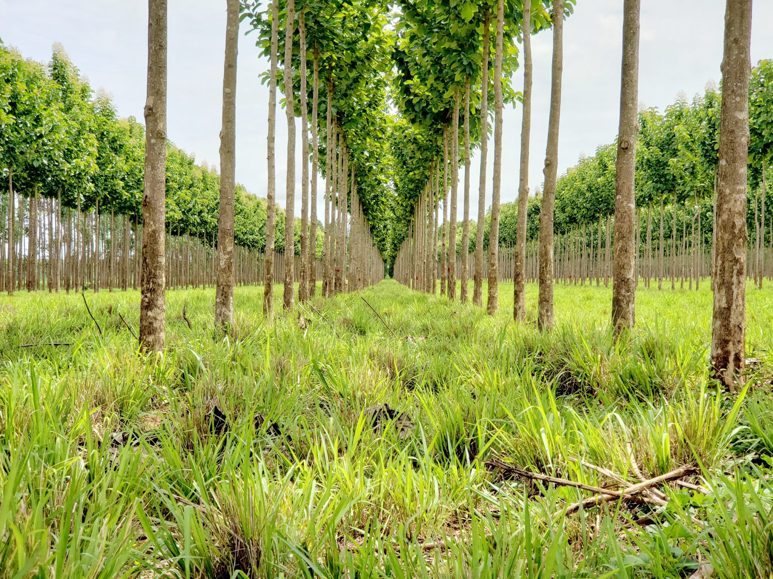 novo-sistema-produtivo-integra-pecuaria-de-corte-com-plantio-de-teca