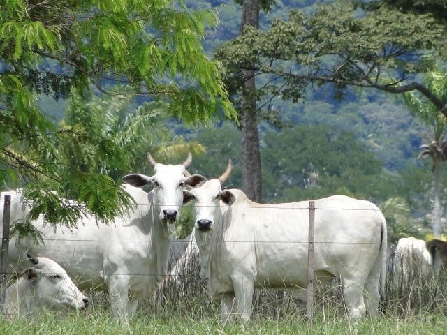 boi-gordo-caiu-ate-6,25%-na-semana;-tendencia-para-maio-e-de-mais-baixas