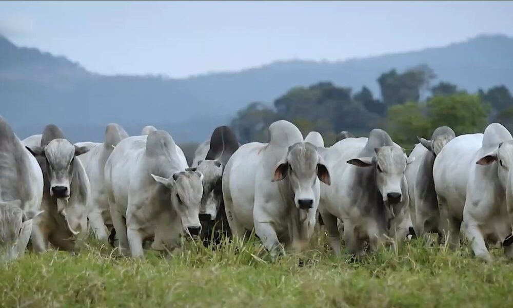 integracao-lavoura,-pecuaria-e-floresta-podem-ajudar-na-recuperacao-de-areas-agricolas