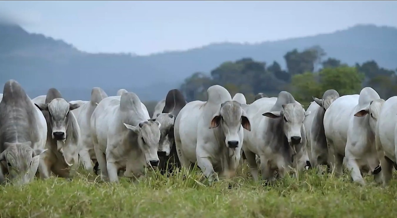 integracao-lavoura,-pecuaria-e-floresta-podem-ajudar-na-recuperacao-de-areas-agricolas
