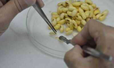 favaro-leva-a-china-pleito-por-sincronismo-na-liberacao-de-biotecnologia