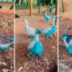 vazamento-de-corante-que-tingiu-aves-em-parque-e-apurado-no-interior-de-sp