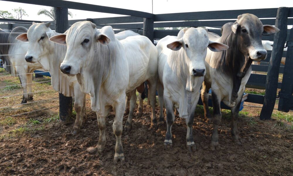 veja-como-os-precos-da-arroba-do-boi-gordo-encerraram-a-semana