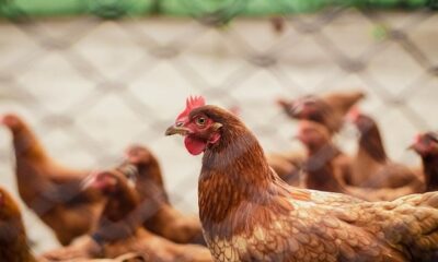 mexico-entra-na-lista-e-suspende-produtos-avicolas-do-brasil