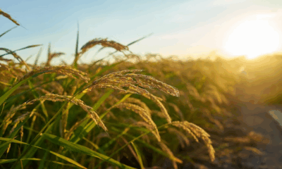 indicador-do-cepea-para-o-arroz-em-casca-cai-para-o-menor-nivel-desde-julho-de-2022