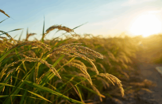 indicador-do-cepea-para-o-arroz-em-casca-cai-para-o-menor-nivel-desde-julho-de-2022