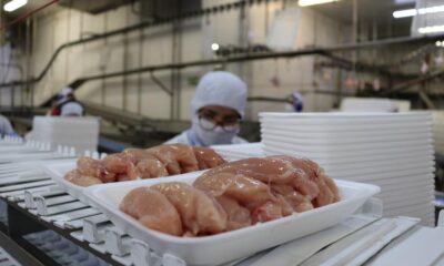 exportacoes-de-carne-de-frango-de-todo-o-pais-estao-suspensas-para-24-mercados,-diz-favaro