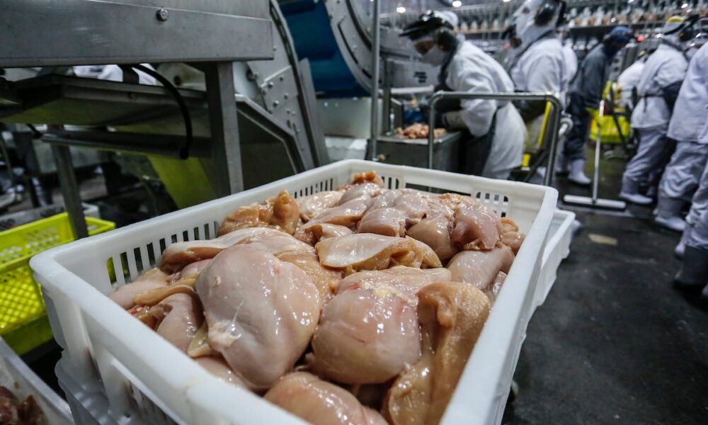 gripe-aviaria:-jordania-e-kuwait-reduzem-restricoes-ao-frango-brasileiro