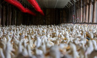 gripe-aviaria:-mexico-reduz-ao-rs-restricoes-a-carne-de-frango-brasileira