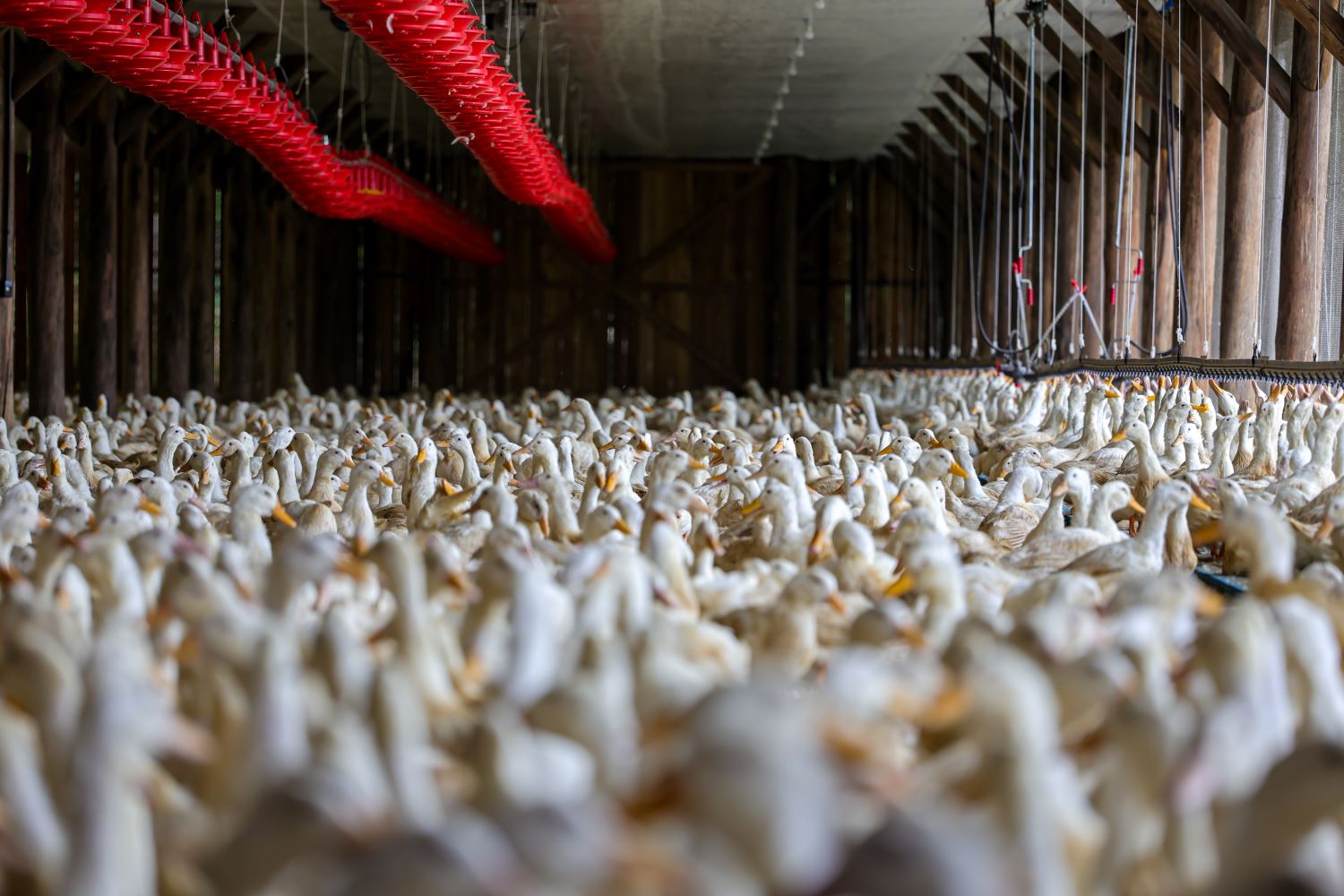 gripe-aviaria:-mexico-reduz-ao-rs-restricoes-a-carne-de-frango-brasileira