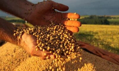 producao-de-soja-atinge-novo-patamar-e-lidera-safra;-estimativa-para-graos-sobe-14%-em-2025