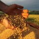 producao-de-soja-atinge-novo-patamar-e-lidera-safra;-estimativa-para-graos-sobe-14%-em-2025