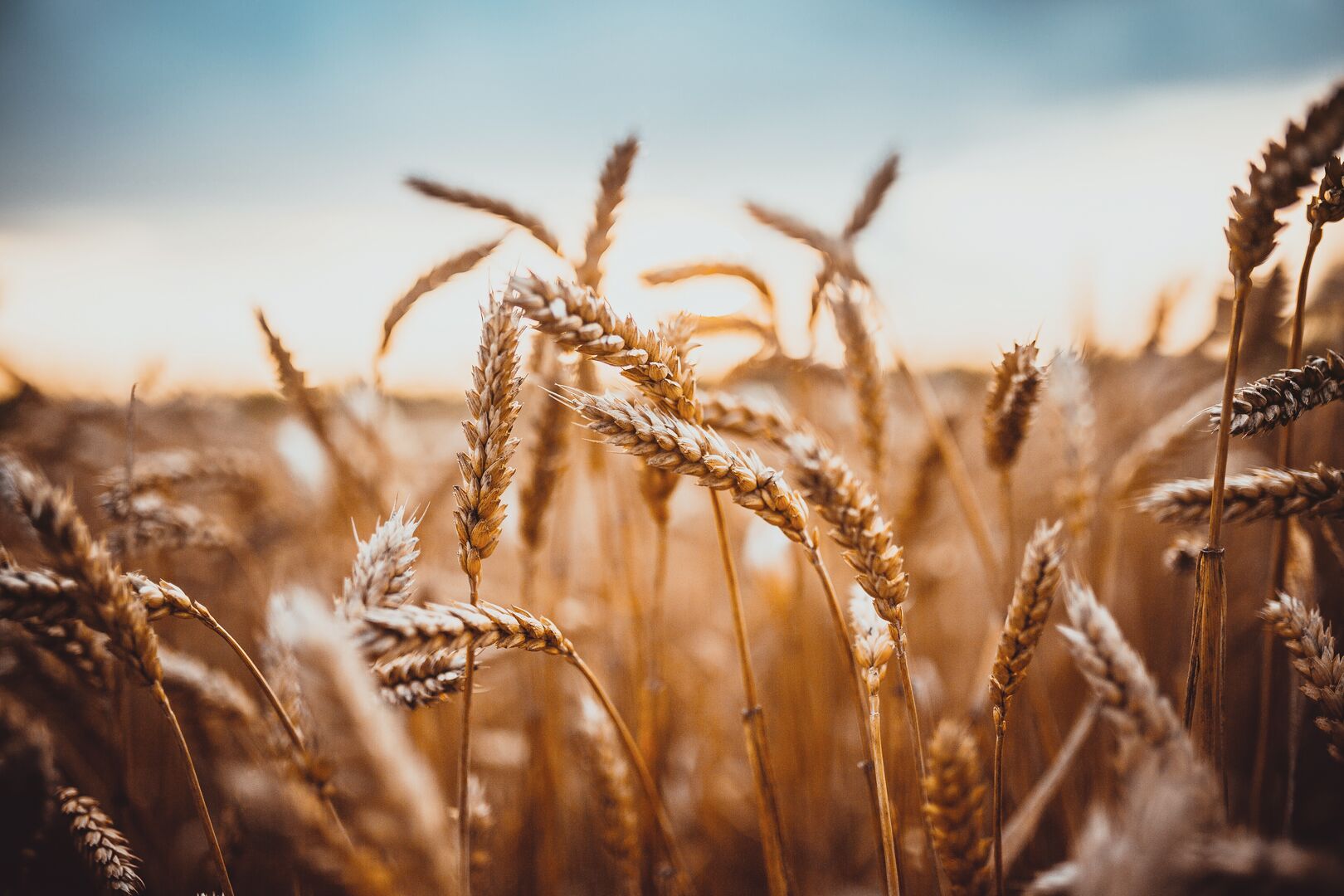 trigo:-cotacoes-do-grao-estabilizam-e-do-farelo-sobem