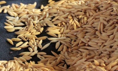arroz-segue-em-queda,-mas-maior-demanda-limita-a-retracao
