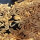 arroz-segue-em-queda,-mas-maior-demanda-limita-a-retracao