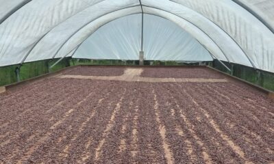 chocolate-comeca-no-campo:-o-papel-do-produtor-rural